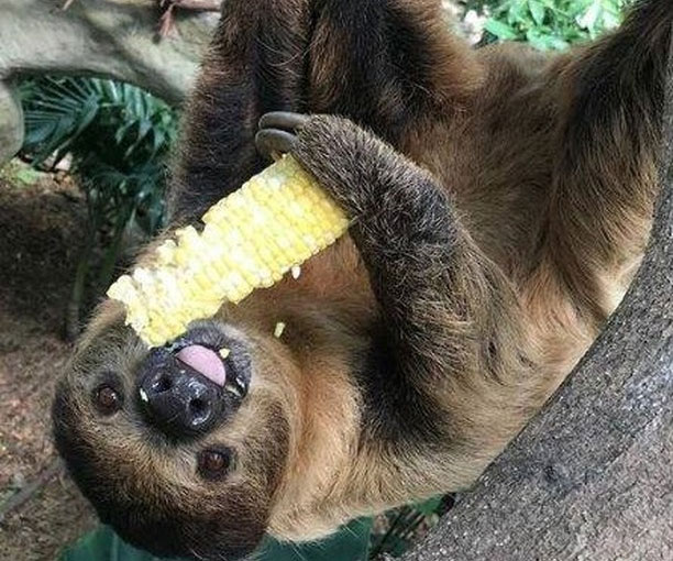 sloth encounter gulf breeze zoo