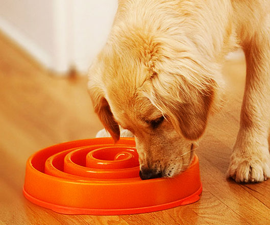 spiral dog bowl