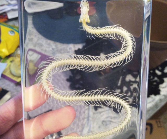 Snake Skeleton Taxidermy