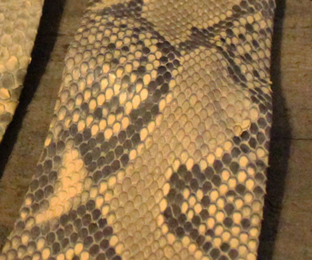 snakeskin necktie