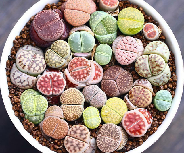 Stone Succulent Plants