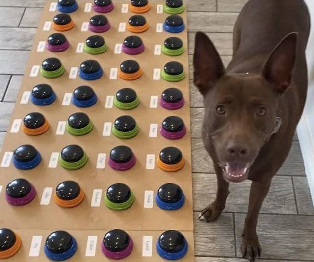 Teach Your Dog to Talk Buttons
