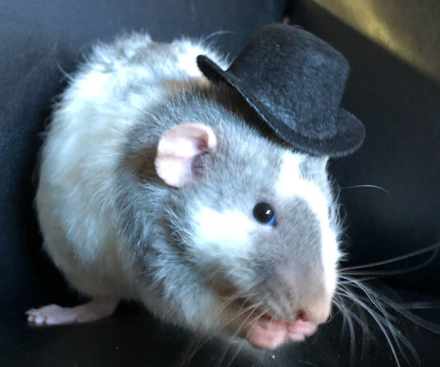 Top Hats For Small Pets