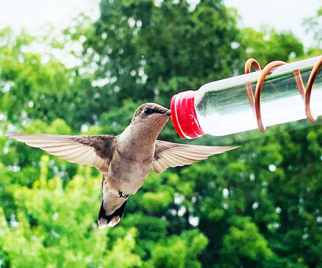 Geometric Window Hummingbird Feeder
