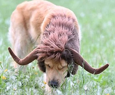 Highland Cow Dog Costume