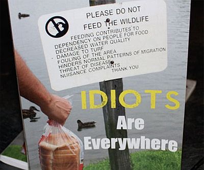 Foolishness Uncovered Guide