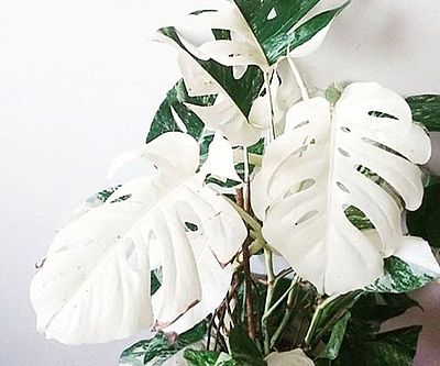 philodendron galaxy Philodendron Orange Princess Galaxy