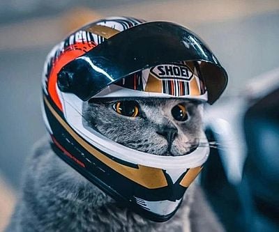 Wolf Motorcycle Helmet