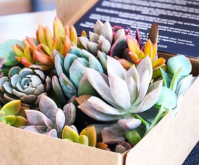Succulent Gift Box